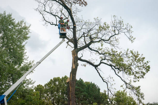 Best Arborist Consultation Services  in Spanish Fork, UT