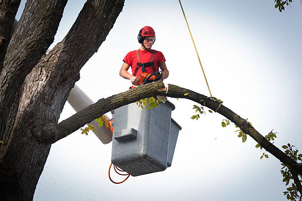 Best Tree and Shrub Care  in Spanish Fork, UT