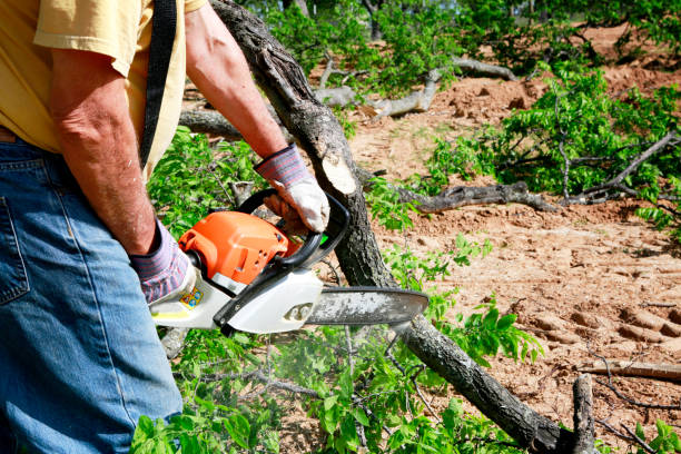 Why Choose Our Tree Removal Services in Spanish Fork, UT?